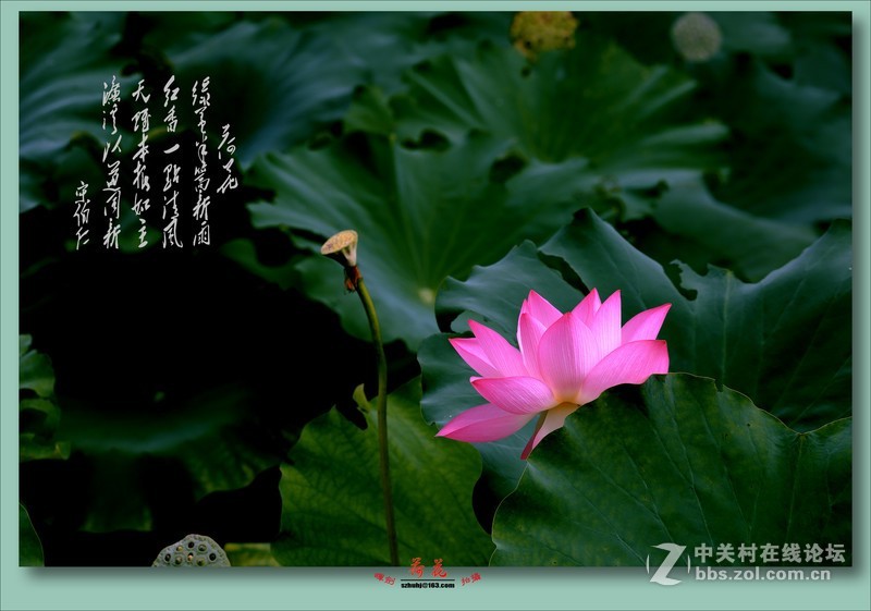 荷“你相约”