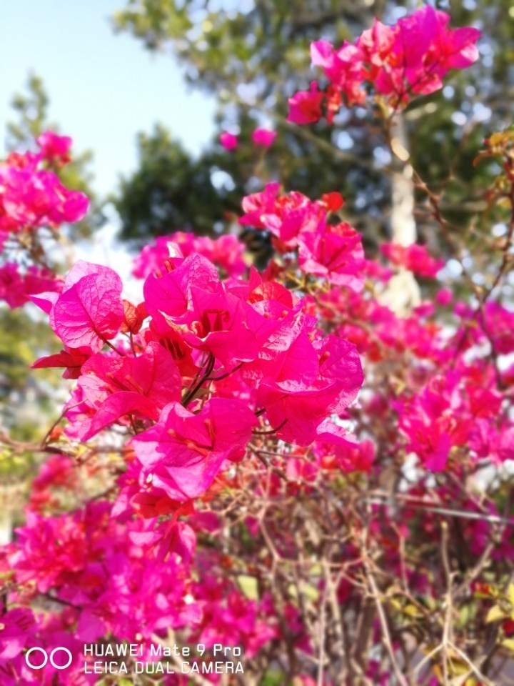 春暖花开 厦门五缘湾随拍