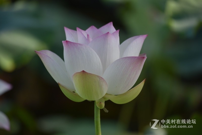 长焦段虚化效果非常到位，值得拥有的一款镜头！