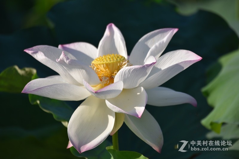 长焦段虚化效果非常到位，值得拥有的一款镜头！