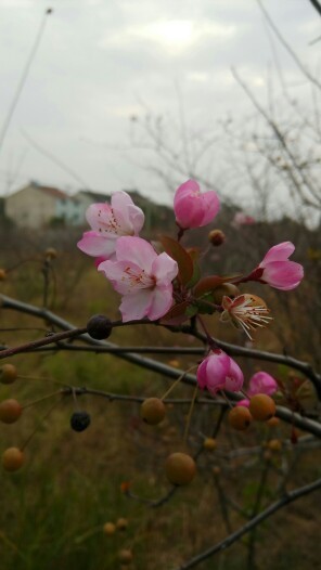 红米Pro最新力作