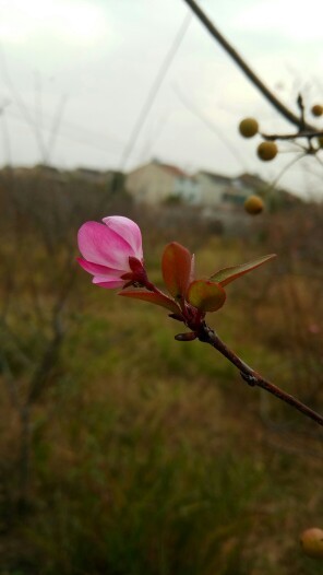 红米Pro最新力作