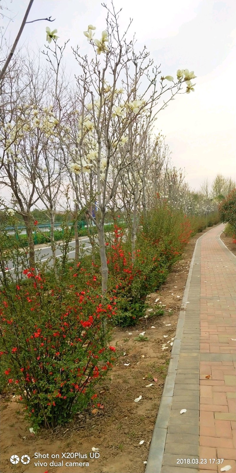 百花闹春