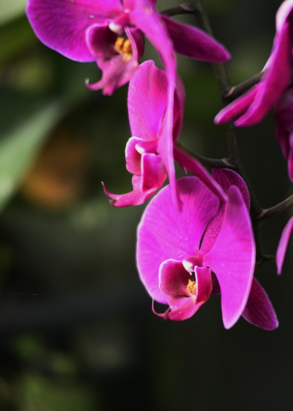 达州市蝴蝶兰观赏园随拍-中关村在线摄影论坛