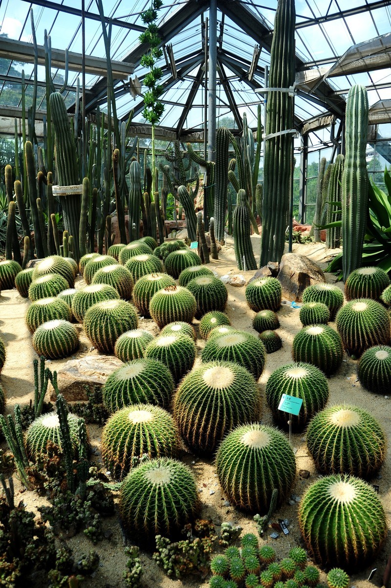 广州华南植物园热带植物d700