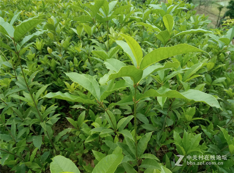 ＃快的漂亮，薄得持久＃ 玩出新花样，魅蓝note3拍照、跑分、系统评测