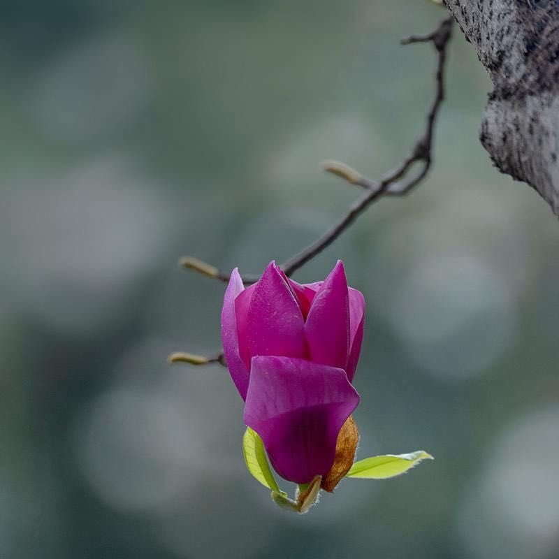 春风轻抚，玉兰花开