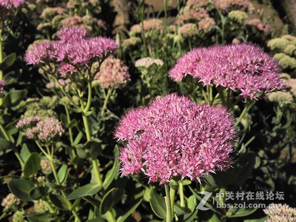 相差10个月手机摄像头拍照对比