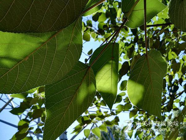 相差10个月手机摄像头拍照对比