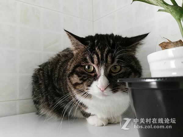 相差10个月手机摄像头拍照对比