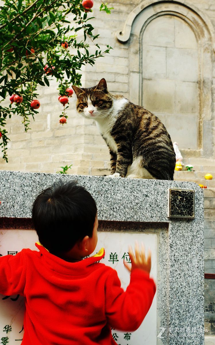 #白塔影集#猫、拍猫。