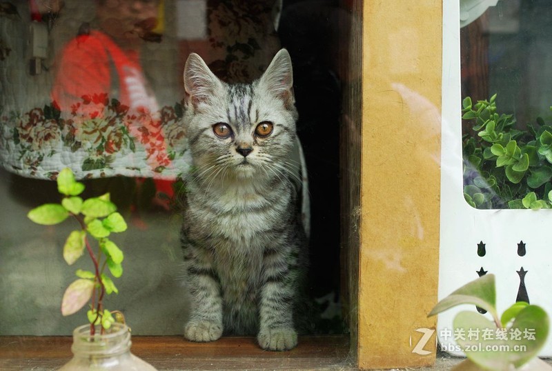 #白塔影集#猫、拍猫。