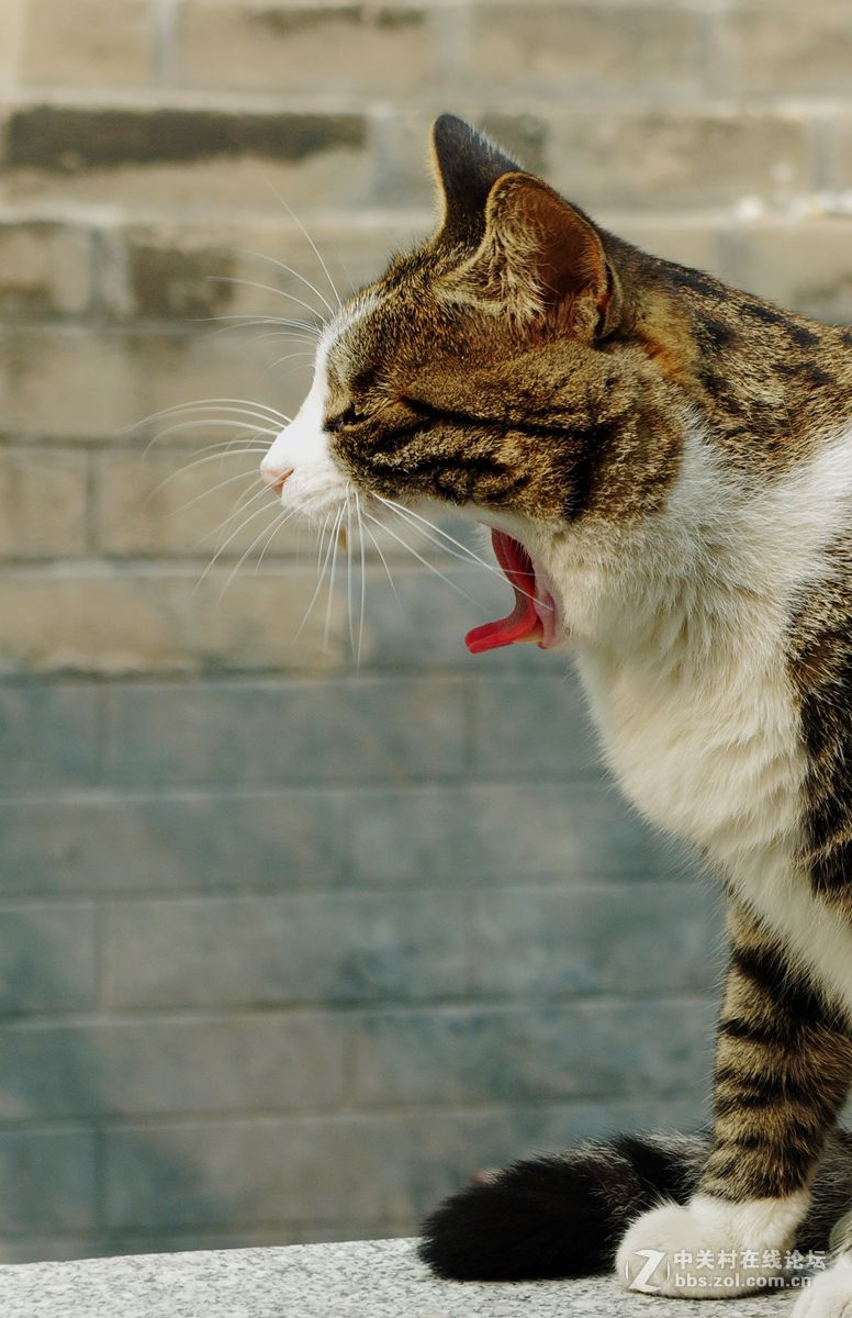 #白塔影集#猫、拍猫。