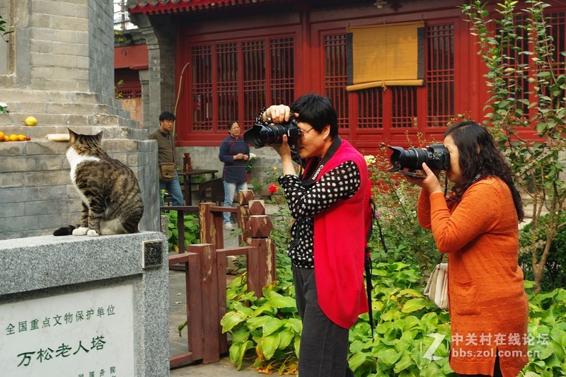 #白塔影集#猫、拍猫。