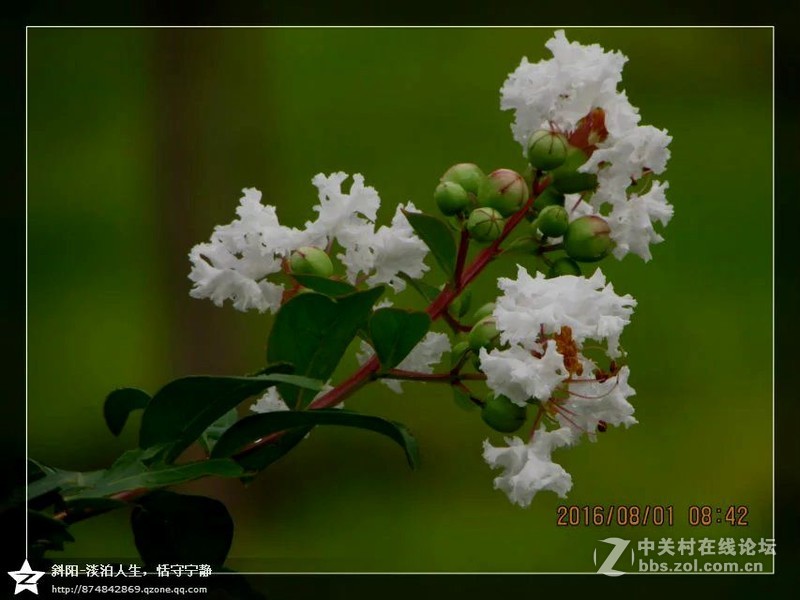 雨后   那花