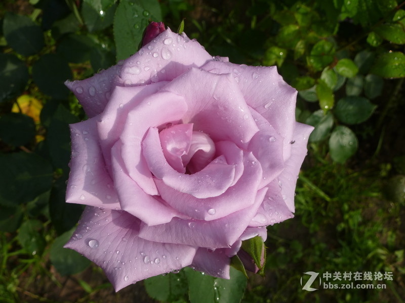 2016森林公园晨练随拍，雨后的月季娇艳欲滴