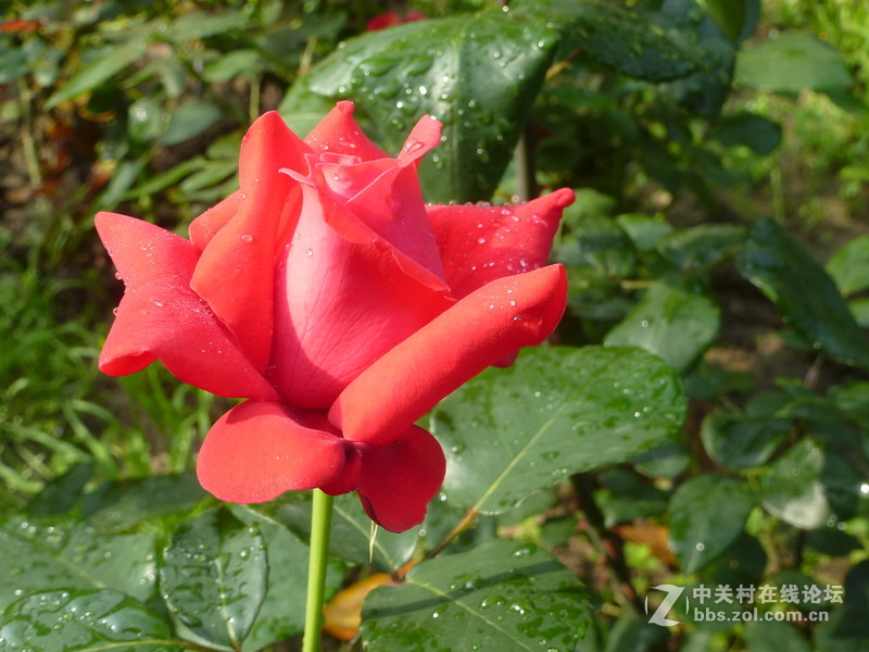 2016森林公园晨练随拍，雨后的月季娇艳欲滴