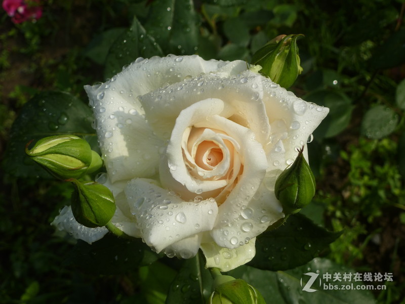 2016森林公园晨练随拍，雨后的月季娇艳欲滴