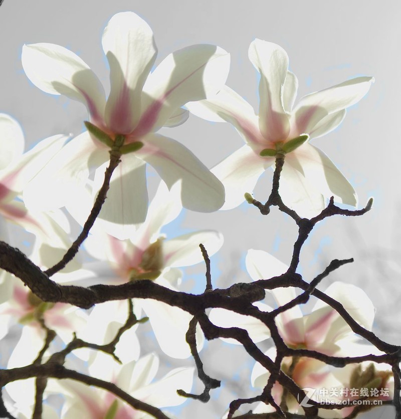 #白塔影集#[高调玉堂春]