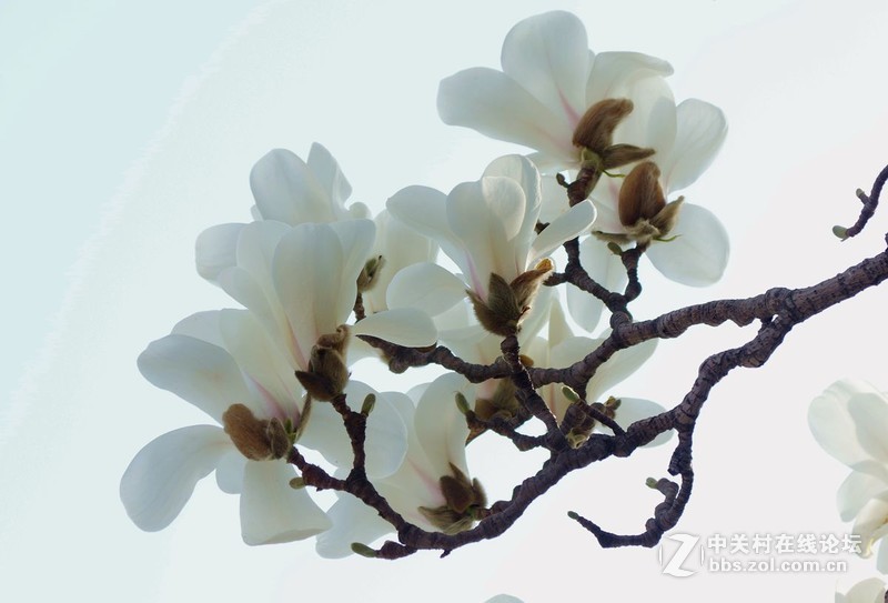 #白塔影集#[高调玉堂春]