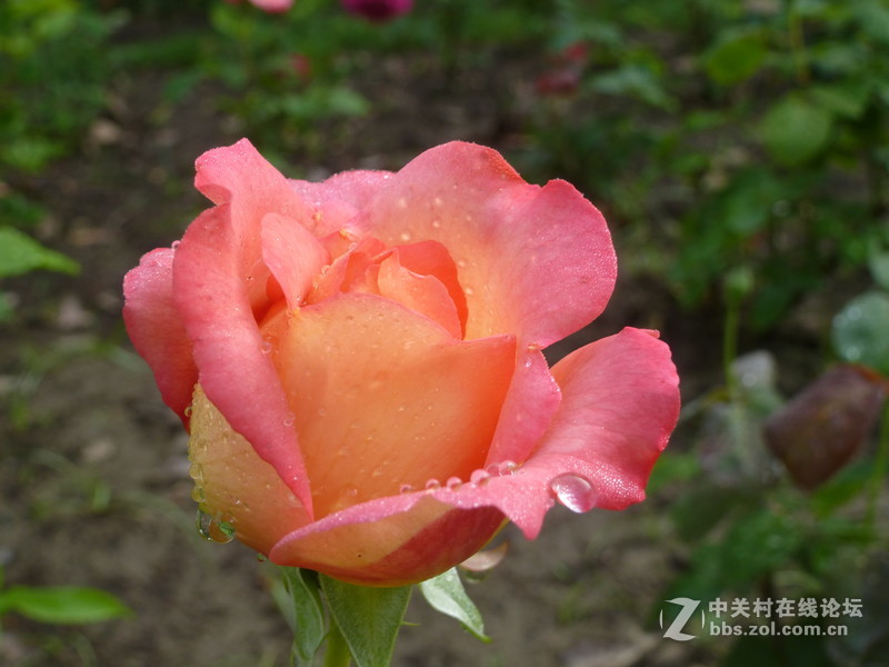 2016森林公园晨练随拍，雨后的月季娇艳欲滴