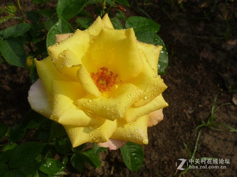 2016森林公园晨练随拍，雨后的月季娇艳欲滴