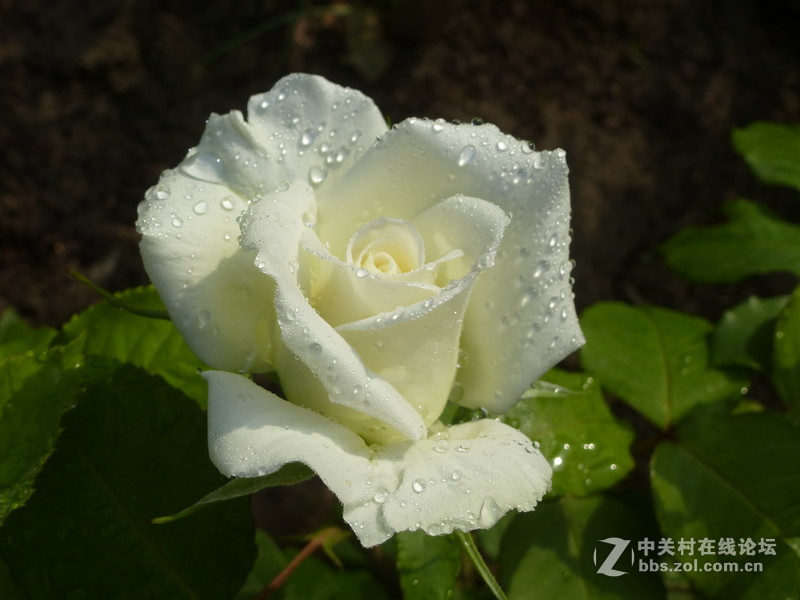 2016森林公园晨练随拍，雨后的月季娇艳欲滴