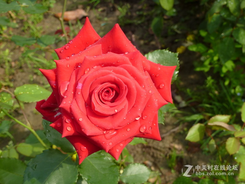 2016森林公园晨练随拍，雨后的月季娇艳欲滴