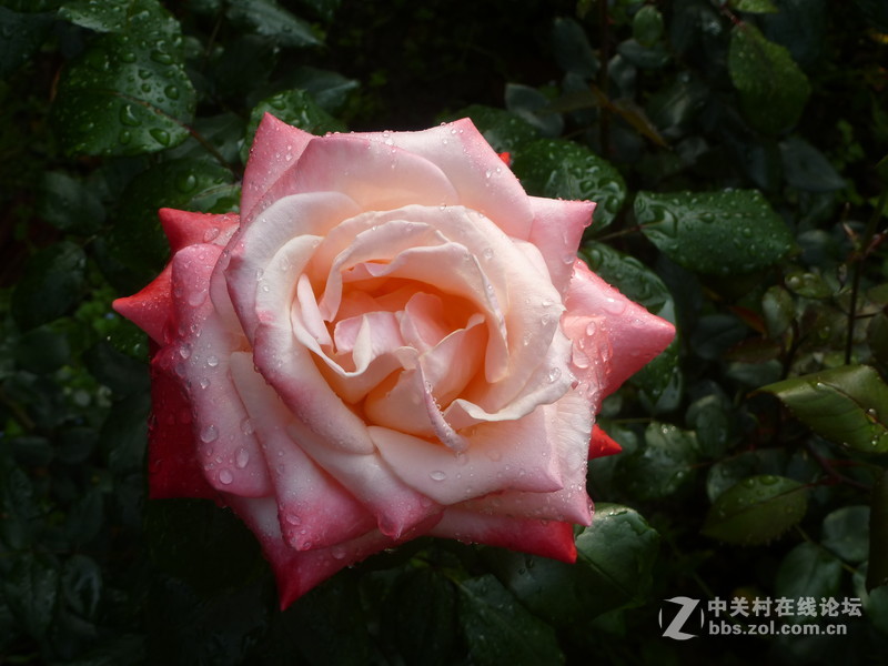 2016森林公园晨练随拍，雨后的月季娇艳欲滴