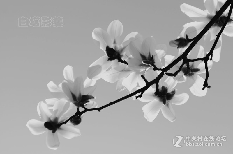 #白塔影集#[高调玉堂春]