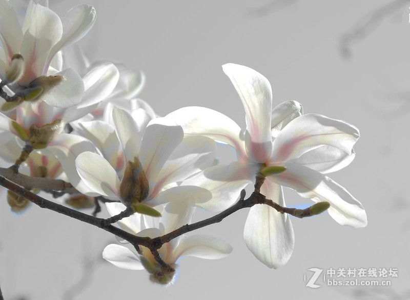 #白塔影集#[高调玉堂春]