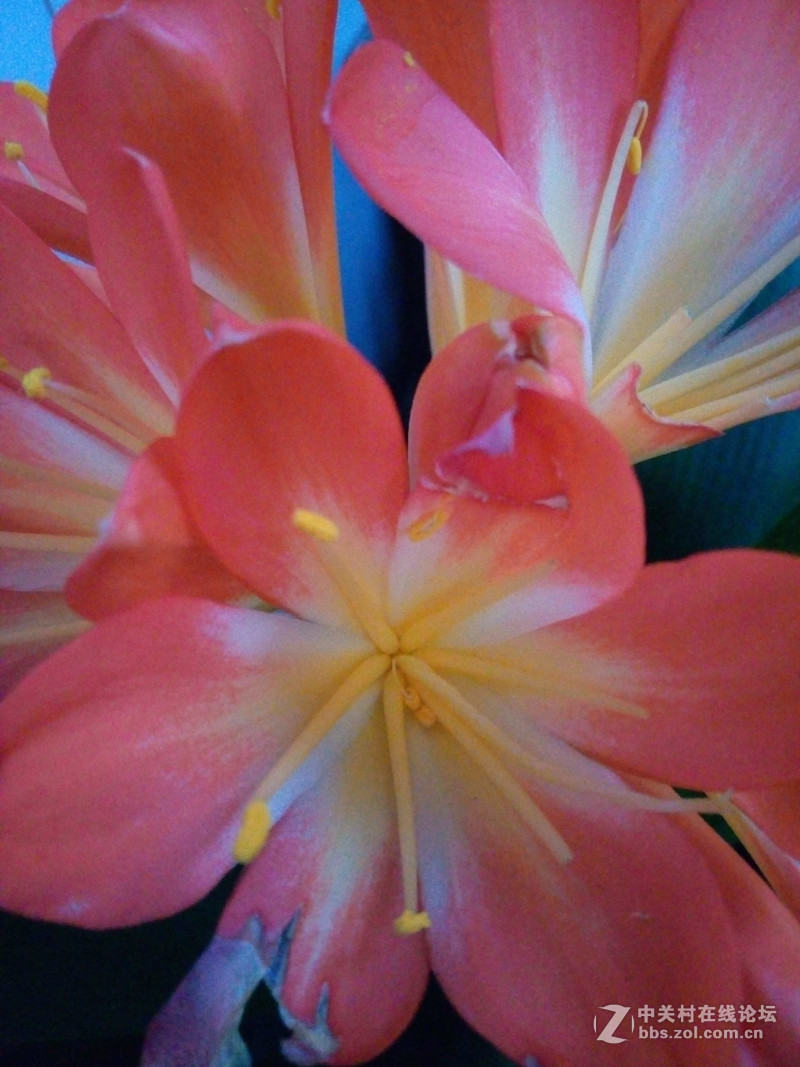 ＃魅蓝5S试用＃轻罗小扇扑流萤