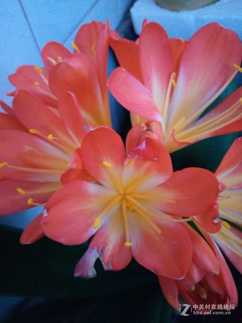 ＃魅蓝5S试用＃轻罗小扇扑流萤