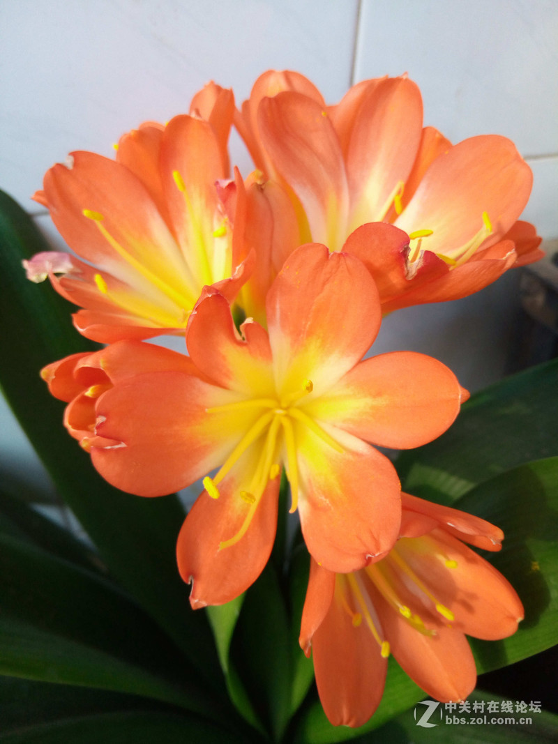 ＃魅蓝5S试用＃轻罗小扇扑流萤