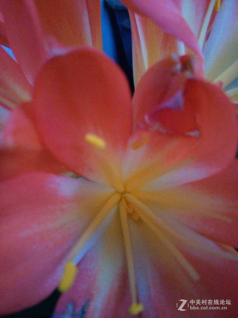 ＃魅蓝5S试用＃轻罗小扇扑流萤