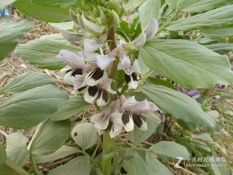 上海奉贤庄行油菜花节一日随拍，与大家共享。