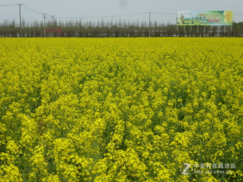 上海奉贤庄行油菜花节一日随拍，与大家共享。