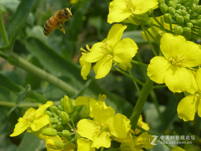 上海奉贤庄行油菜花节一日随拍，与大家共享。