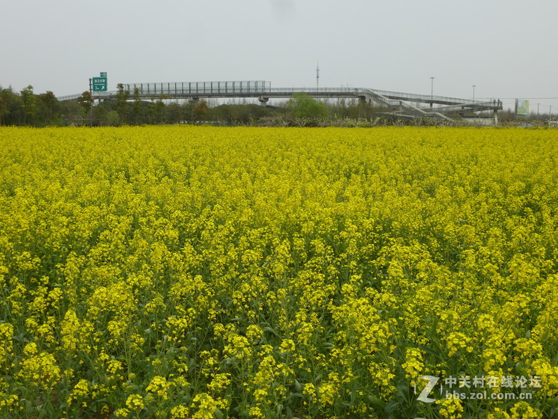 上海奉贤庄行油菜花节一日随拍，与大家共享。
