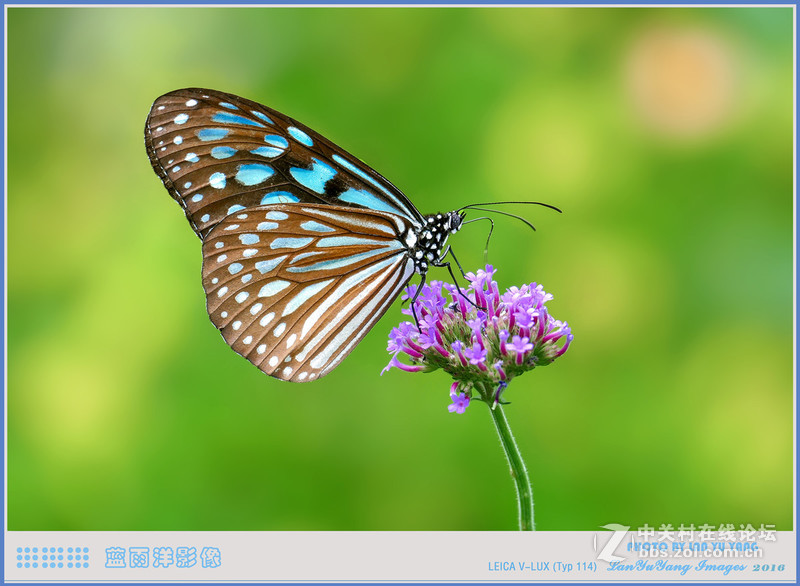 徕卡V-LUX 蝴蝶