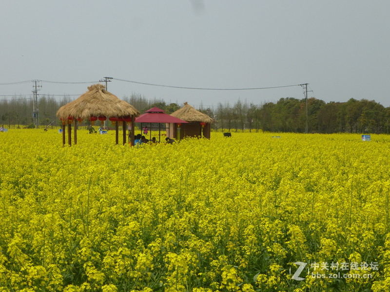 上海奉贤庄行油菜花节一日随拍，与大家共享。