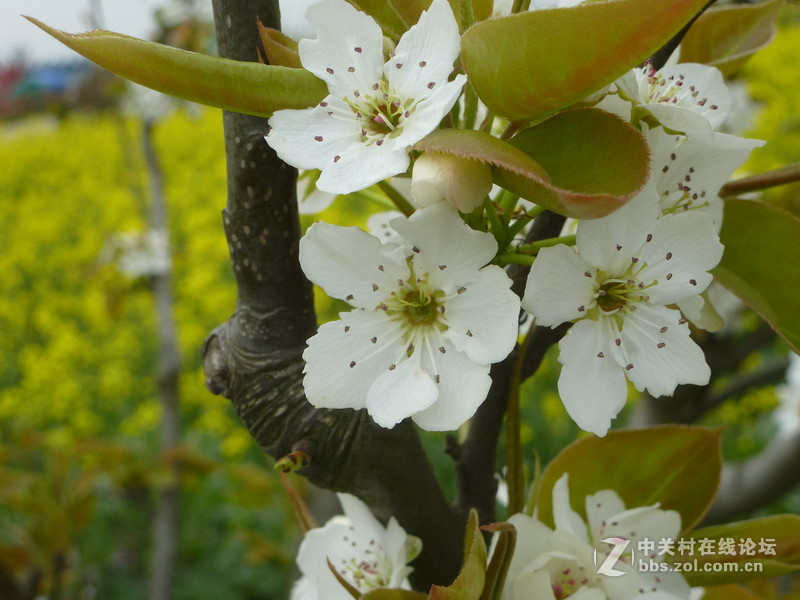 上海奉贤庄行油菜花节一日随拍，与大家共享。