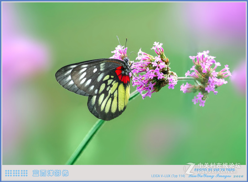 徕卡V-LUX 蝴蝶