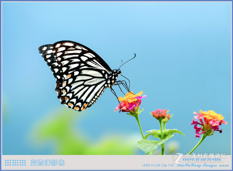 徕卡V-LUX 蝴蝶