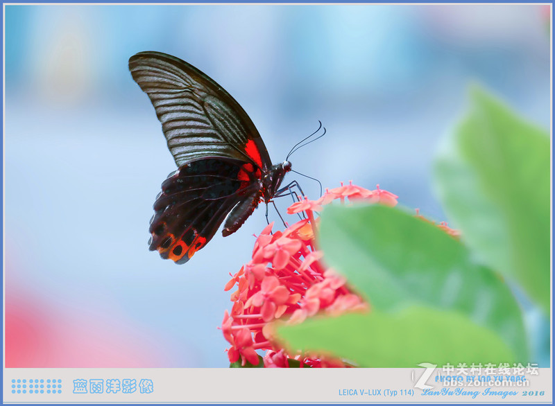 徕卡V-LUX 蝴蝶