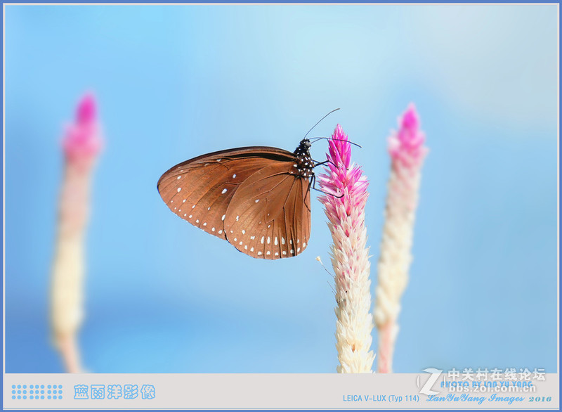 徕卡V-LUX 蝴蝶