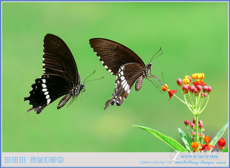 徕卡V-LUX 蝴蝶