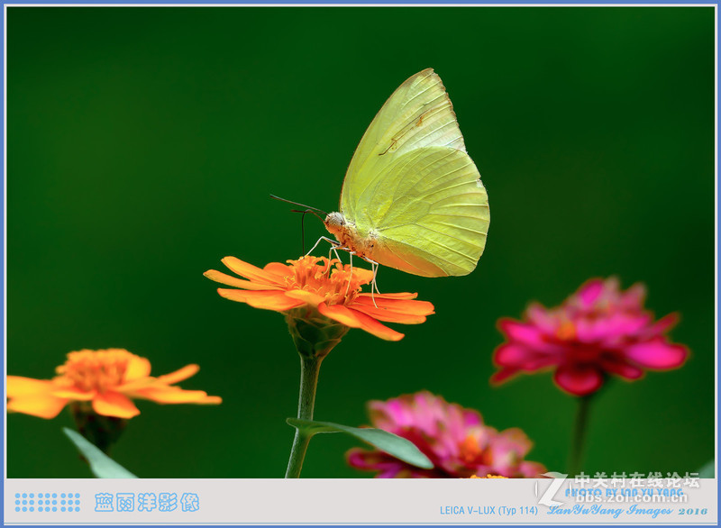 徕卡V-LUX 蝴蝶
