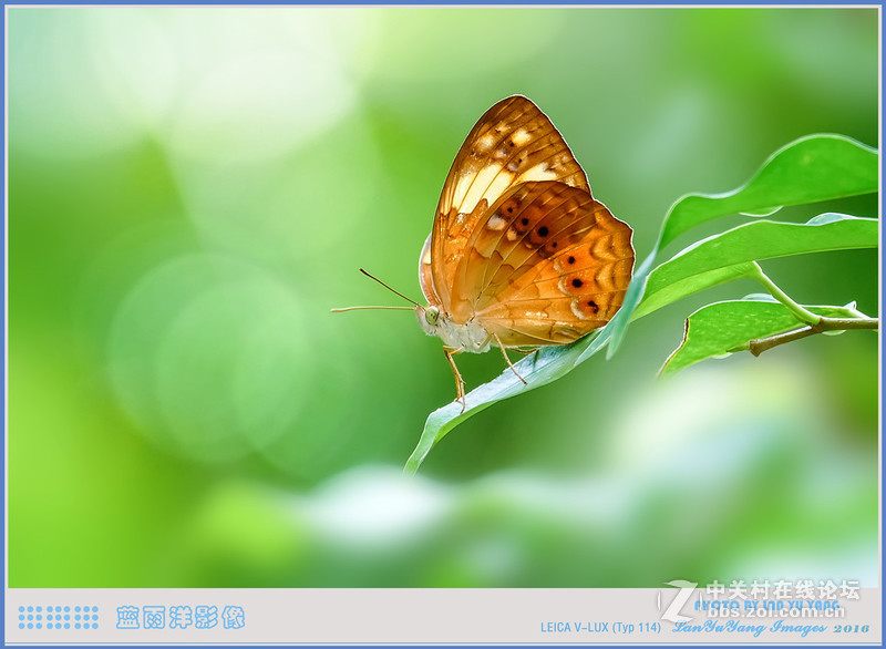 徕卡V-LUX 蝴蝶