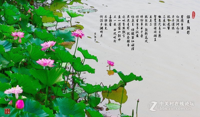 2017年的新荷花